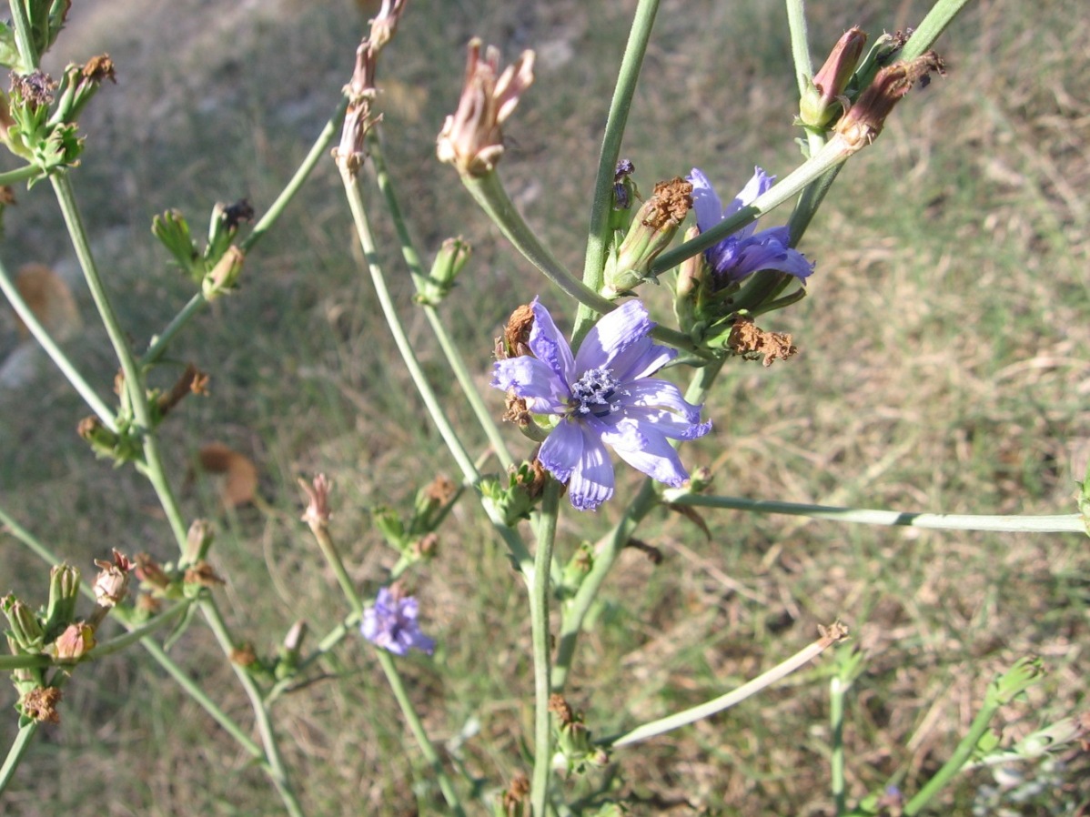 Cichorium intybus